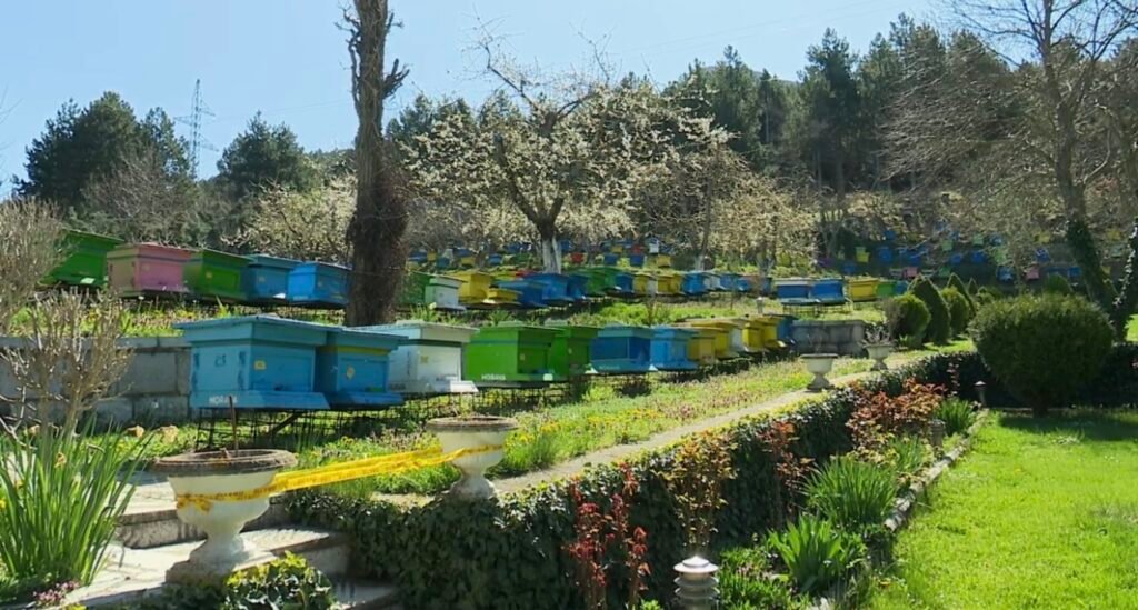 Turizmi i bletarisë po tërheq turistët e huaj në Korçë, fermat kthehen në atraksione vizitash