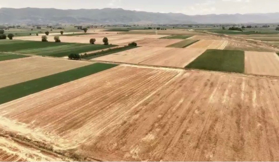 Çmimi i grurit zhgënjen fermerët e Maliqit: “Nuk marrim as djersën tonë”